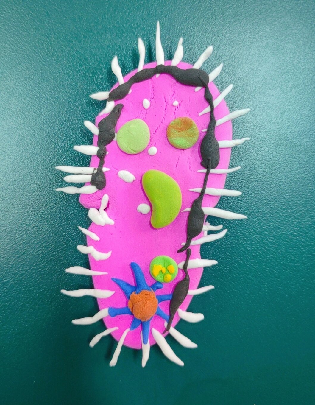 初中生物—草履虫模型制作