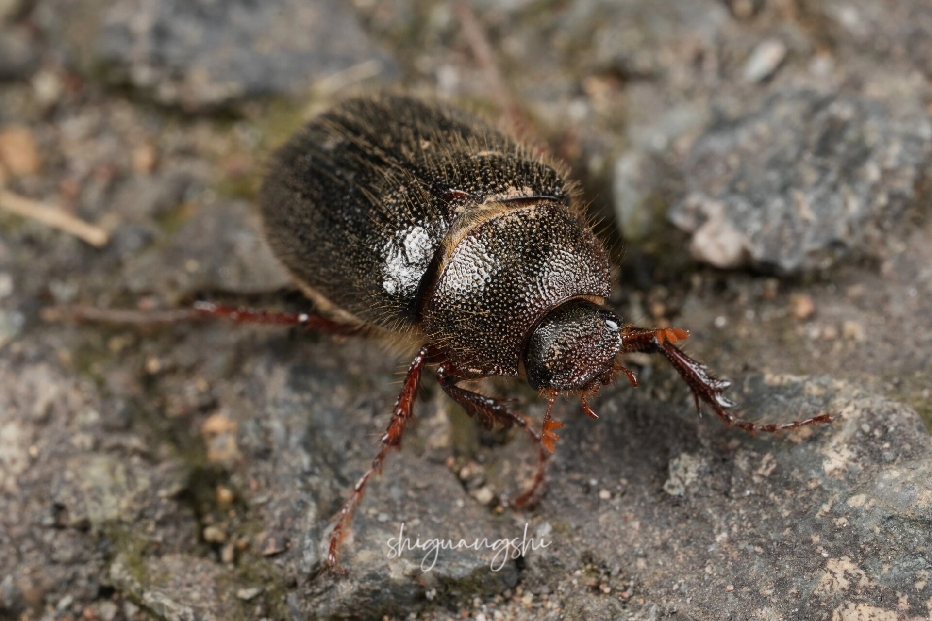 23年第一只鳃金龟 这种鳃金龟确实还是第一次见,也算是小惊喜吧,毕竟