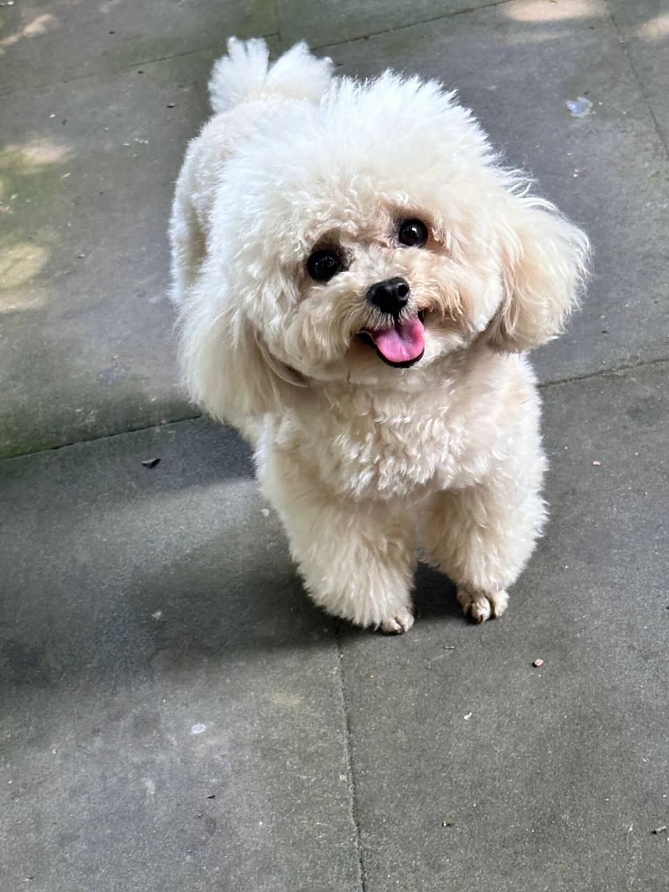 狗宝子五岁,一直没生娃,没有绝育,想让它生个娃,又害怕年纪五岁,体积