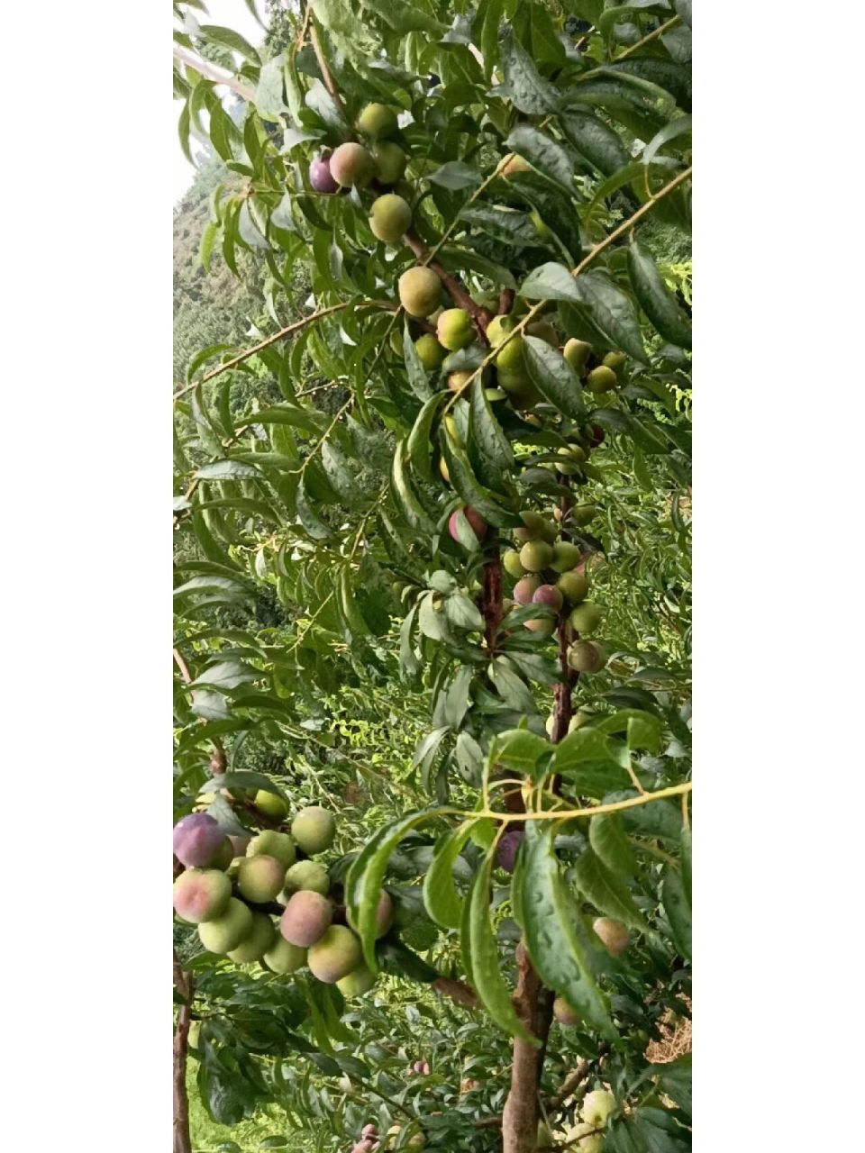 四川特产水果茵红李(又名青红脆李) 自家种植,果实口感,脆,甜,汁多 已