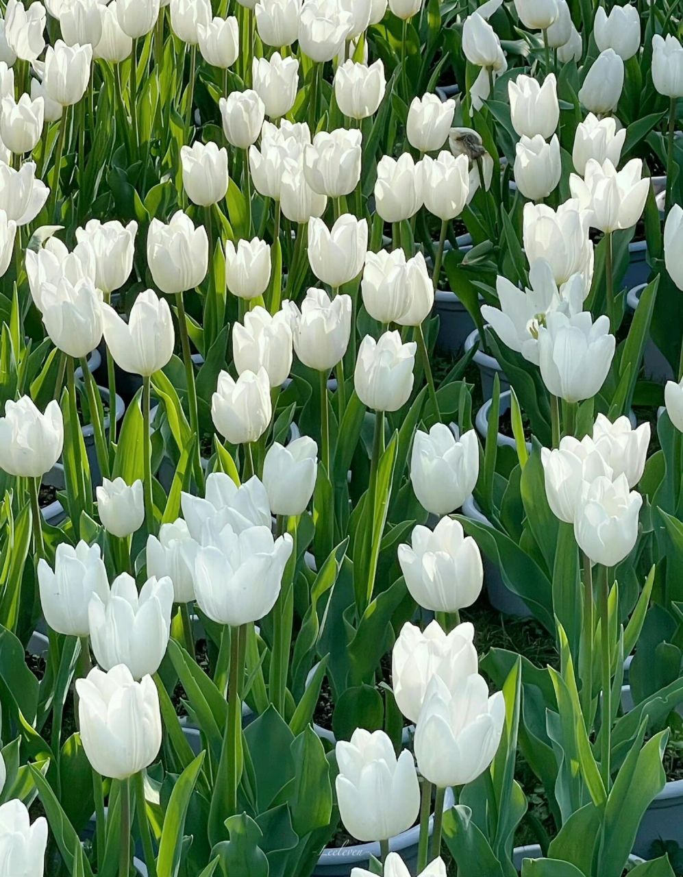 一些适合春天的微信背景图