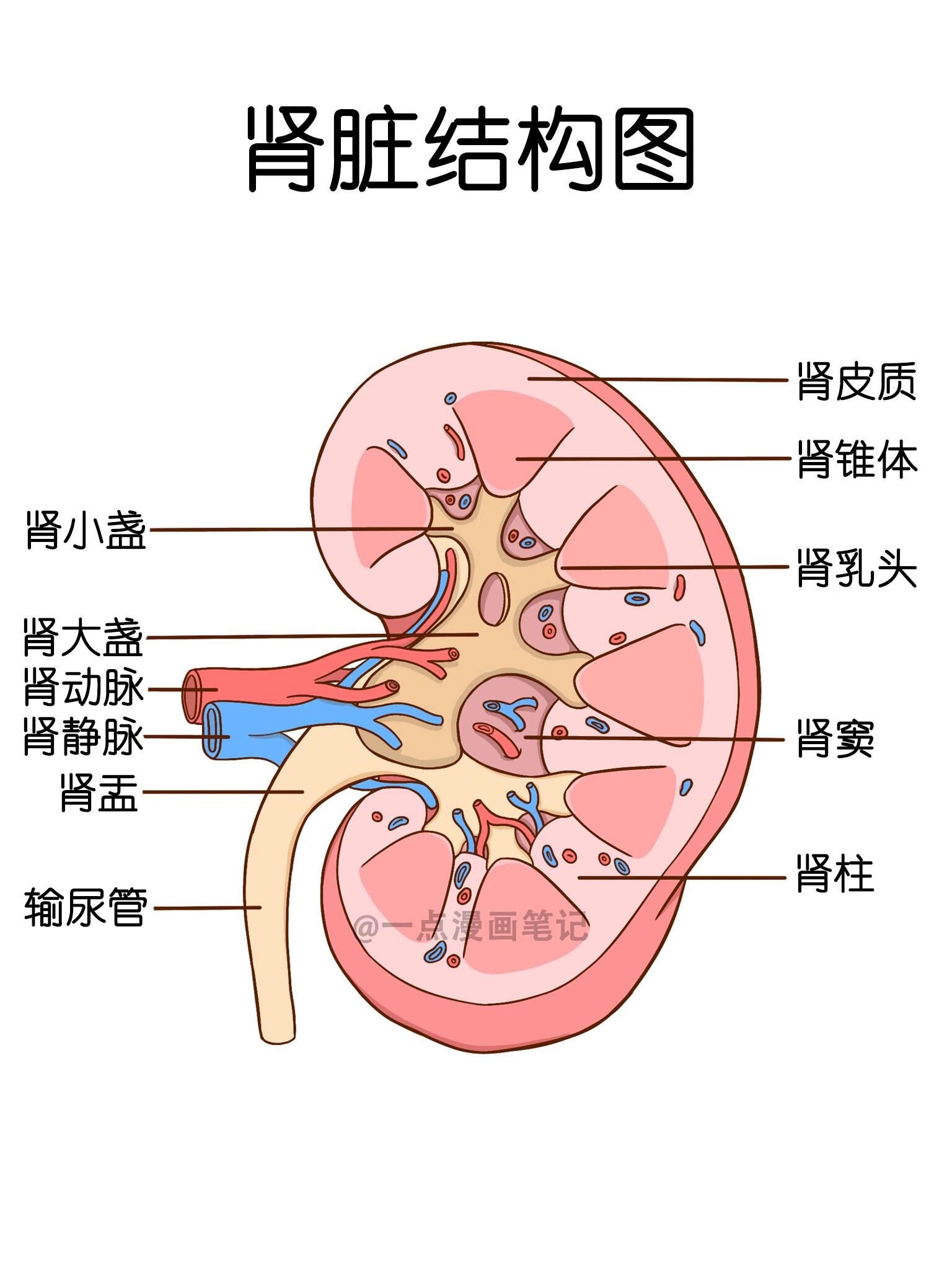 学习笔记94肾脏结构图 ·肾实质分为肾皮质和肾髓质