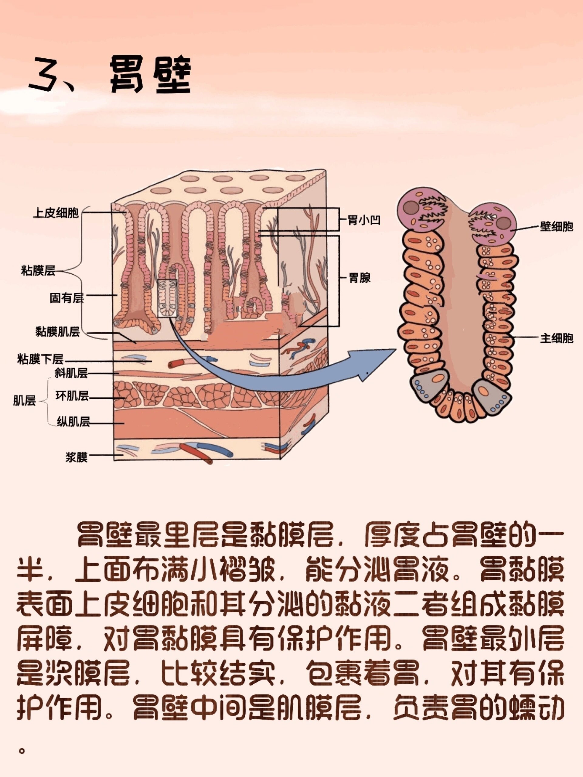 器官解剖之胃  简介 胃是人体的消化器官