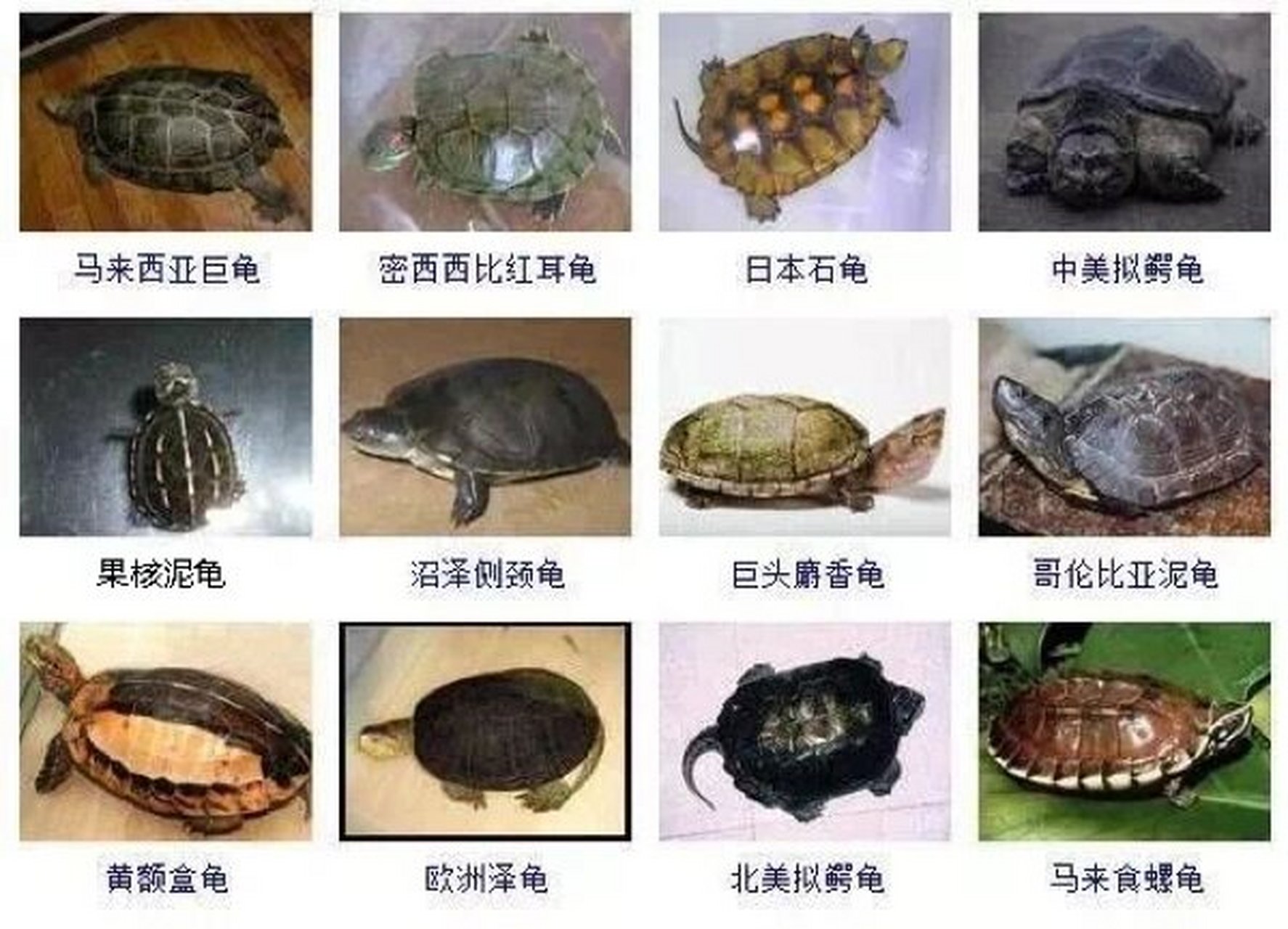 进来留下你家龟龟98的品种名称 家有一只巴西幼龟,感觉这只巴西龟挺