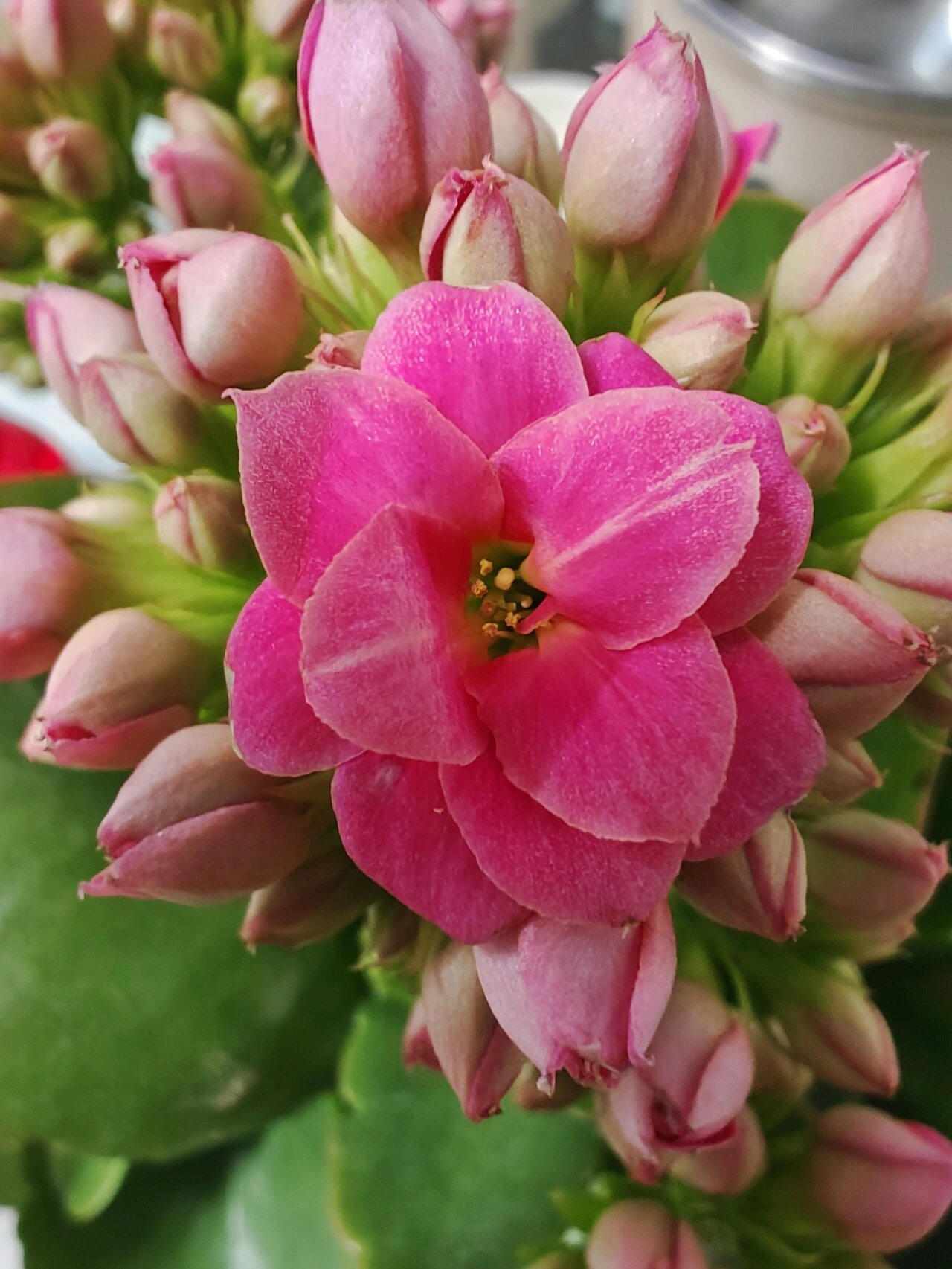 长寿花梦幻粉图片