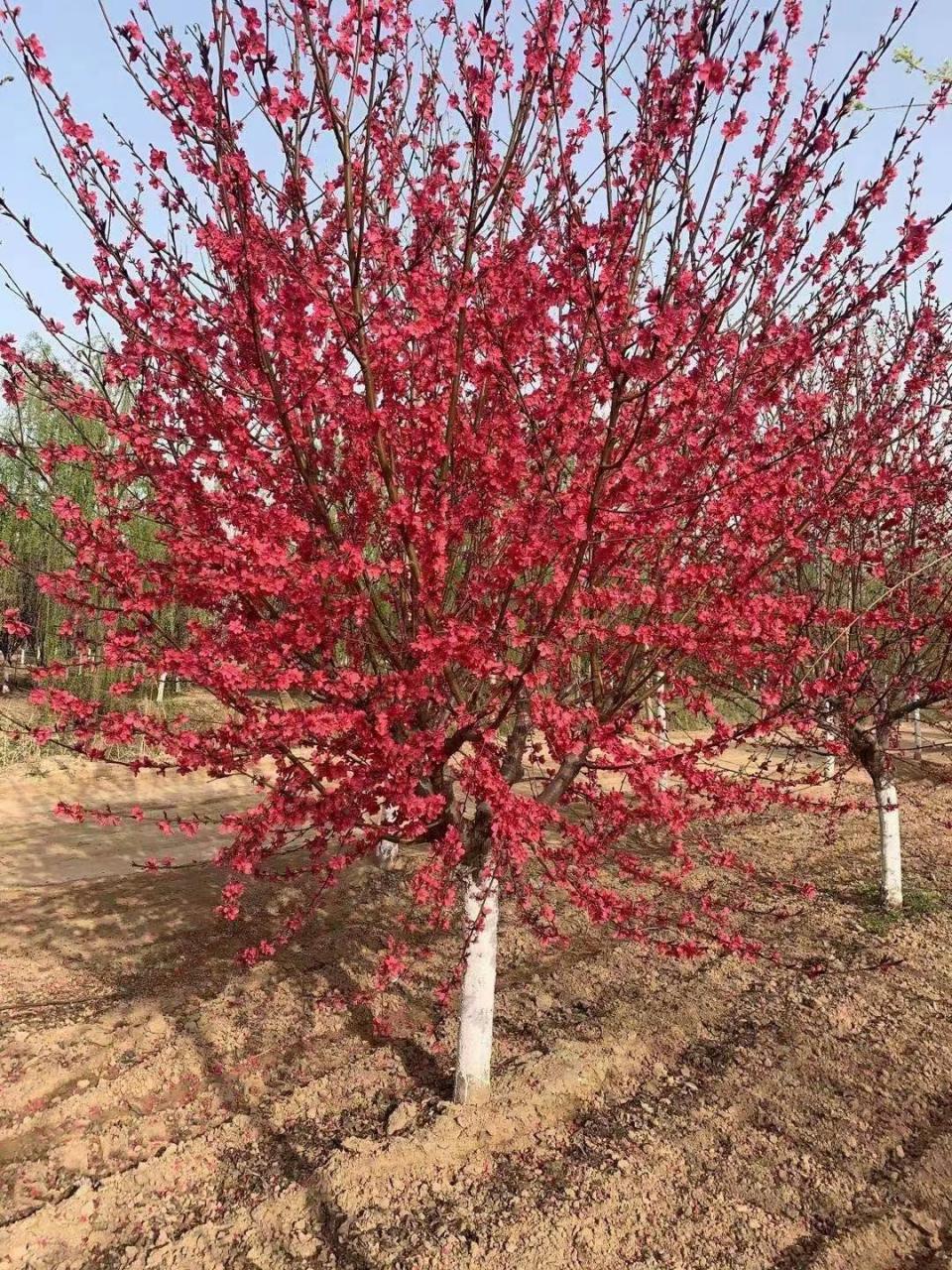 紫叶桃因其美丽的紫色叶子和早春开放的鲜艳粉色花朵而备受欢迎.
