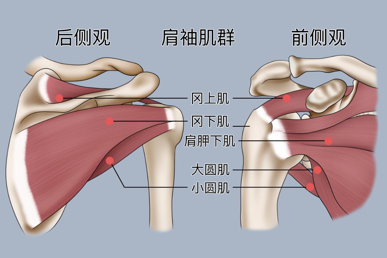 肩袖位置图图片