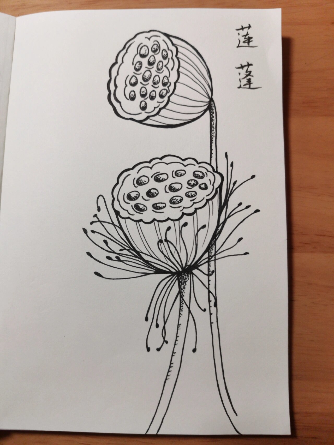 零基础学画画83～莲蓬(附步骤