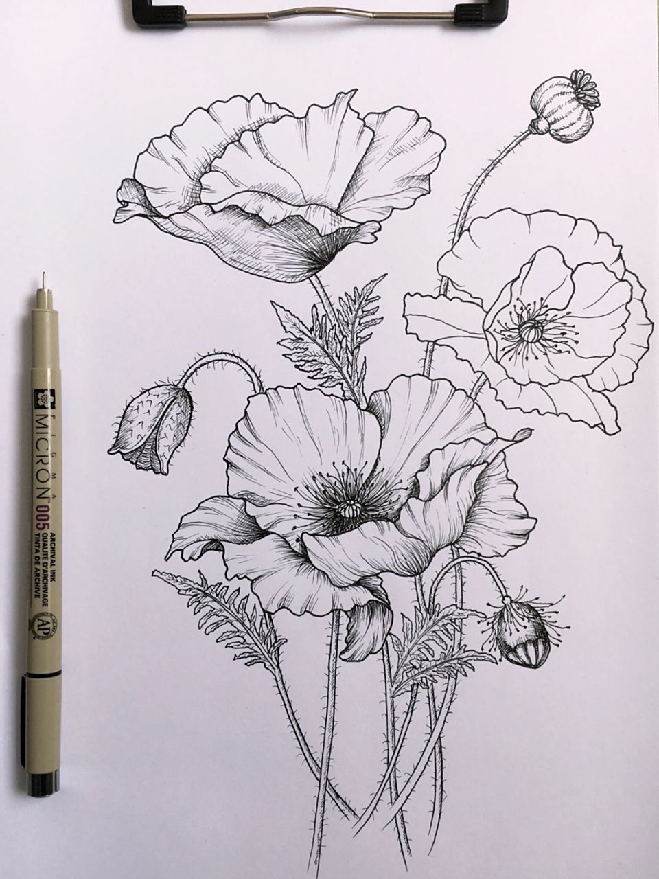 78每日画画的感悟: 罂粟花很漂亮,有一种特别的味道,特别是一大片