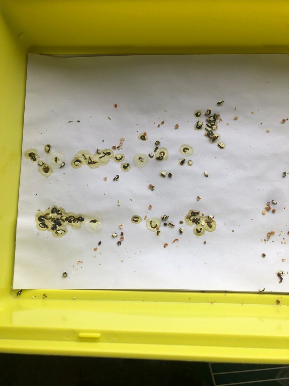 虎皮鹦鹉这个粪便正常吗? 昨天看是绿色稀水便,今早干了就这样了