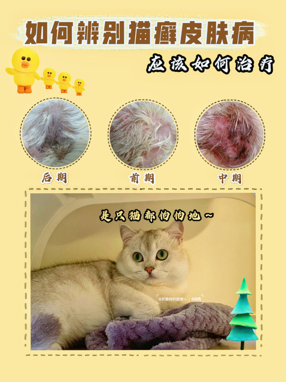 教你如何辨别猫咪皮肤病及药物冶疗6015 身为铲屎官的我,经历了