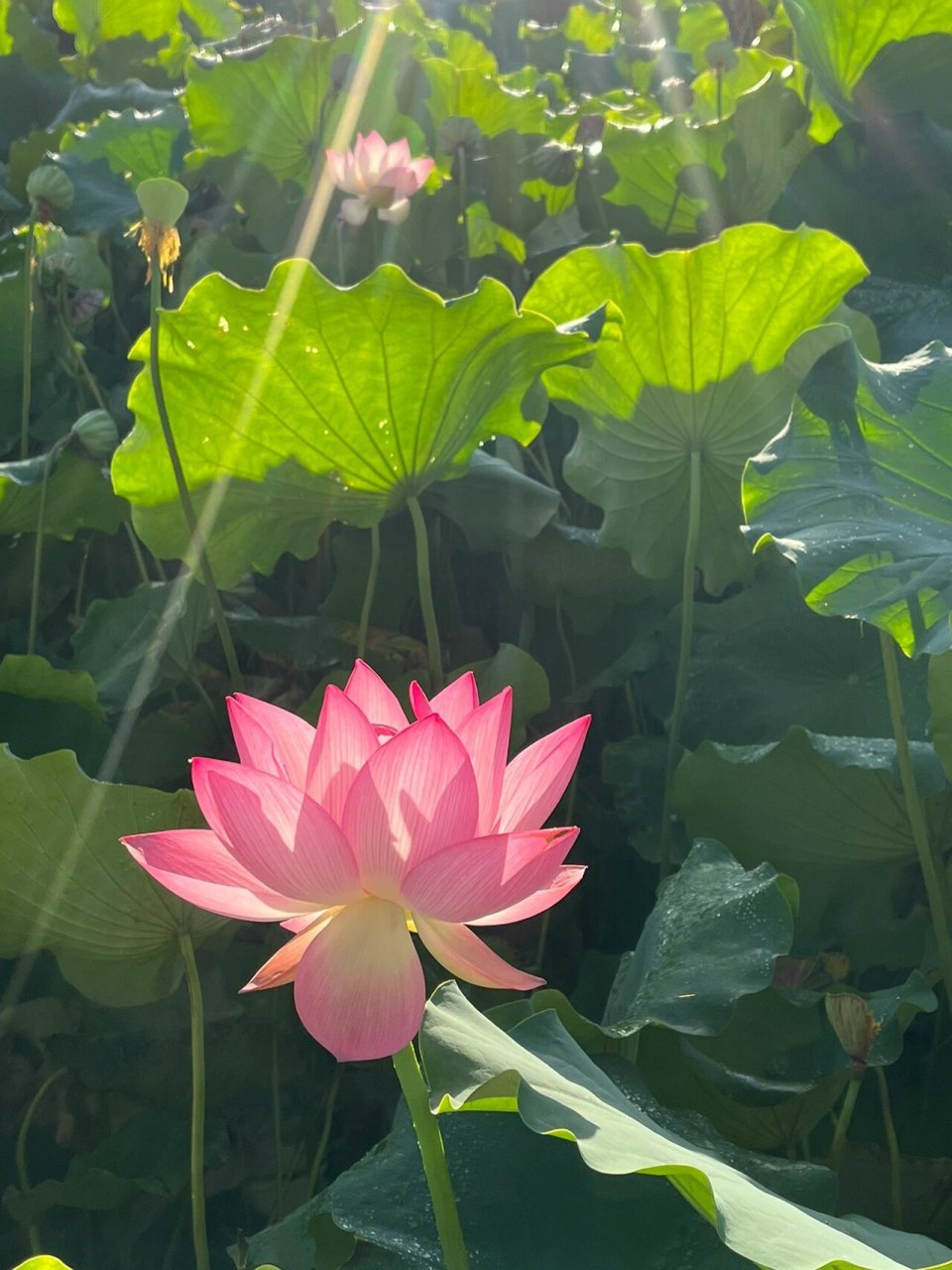 阳光照射荷花图片图片