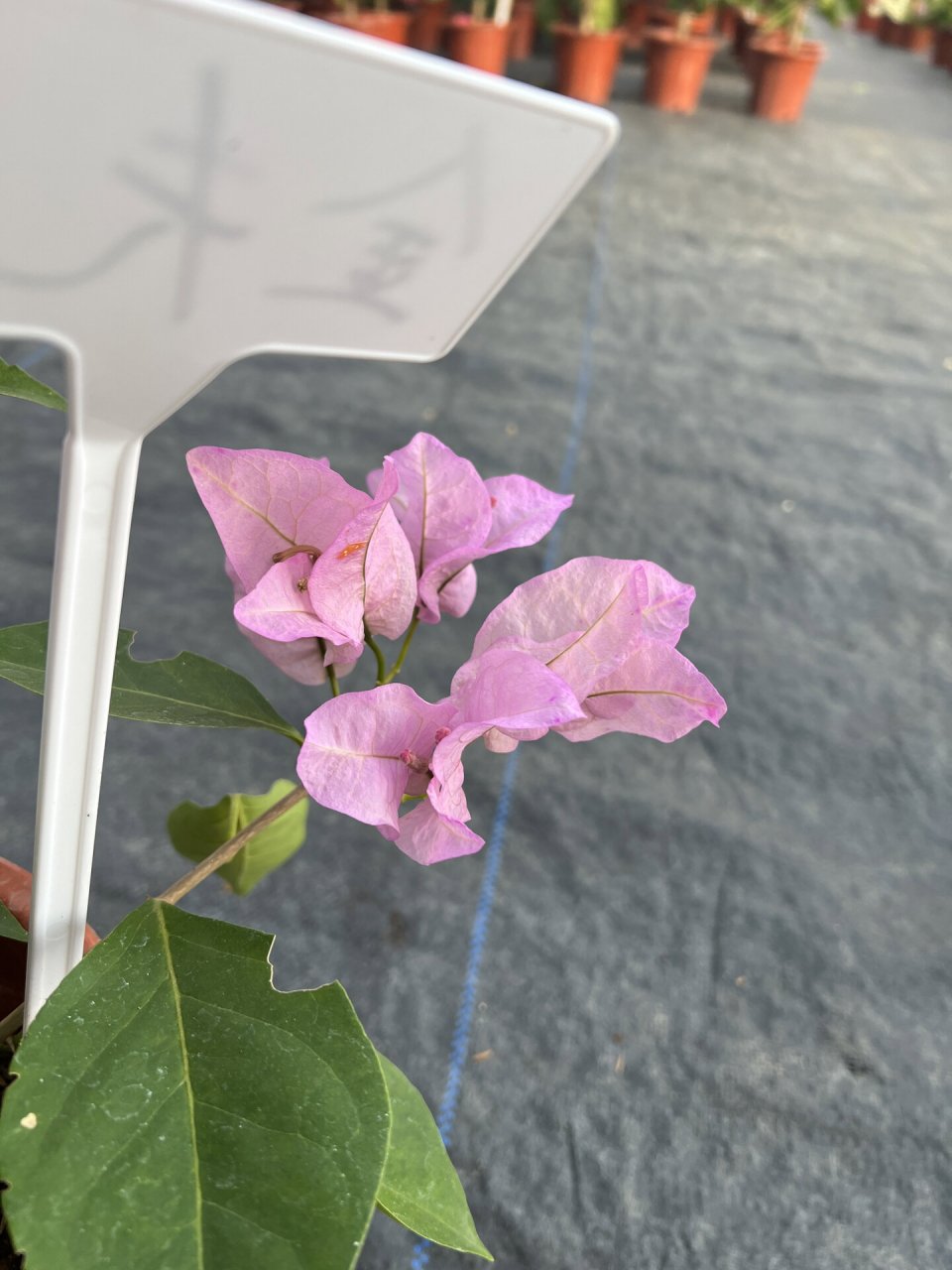 三角梅金夫人品种大花科勤花类单批花期4个 三角梅金夫人品种大花科勤