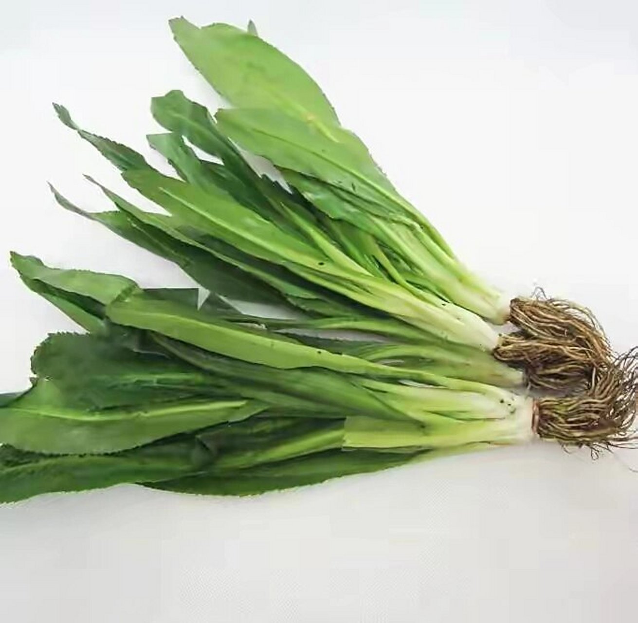 04 小时候,对于芫茜(俗称香菜)和假芫茜傻傻分不清楚,两者味道都很