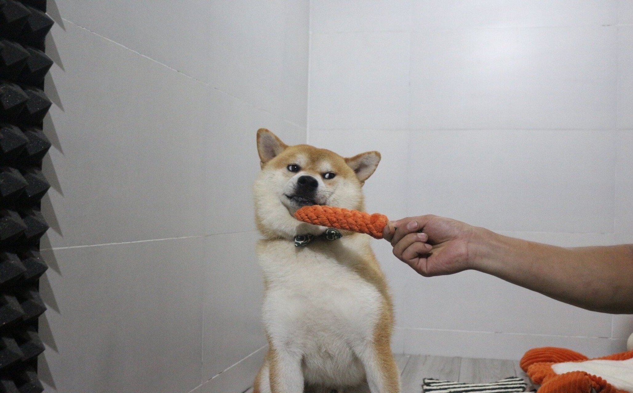 怎么买到纯种柴犬 99黑柴和四眼土狗长得有些相似,所以很容易把它俩