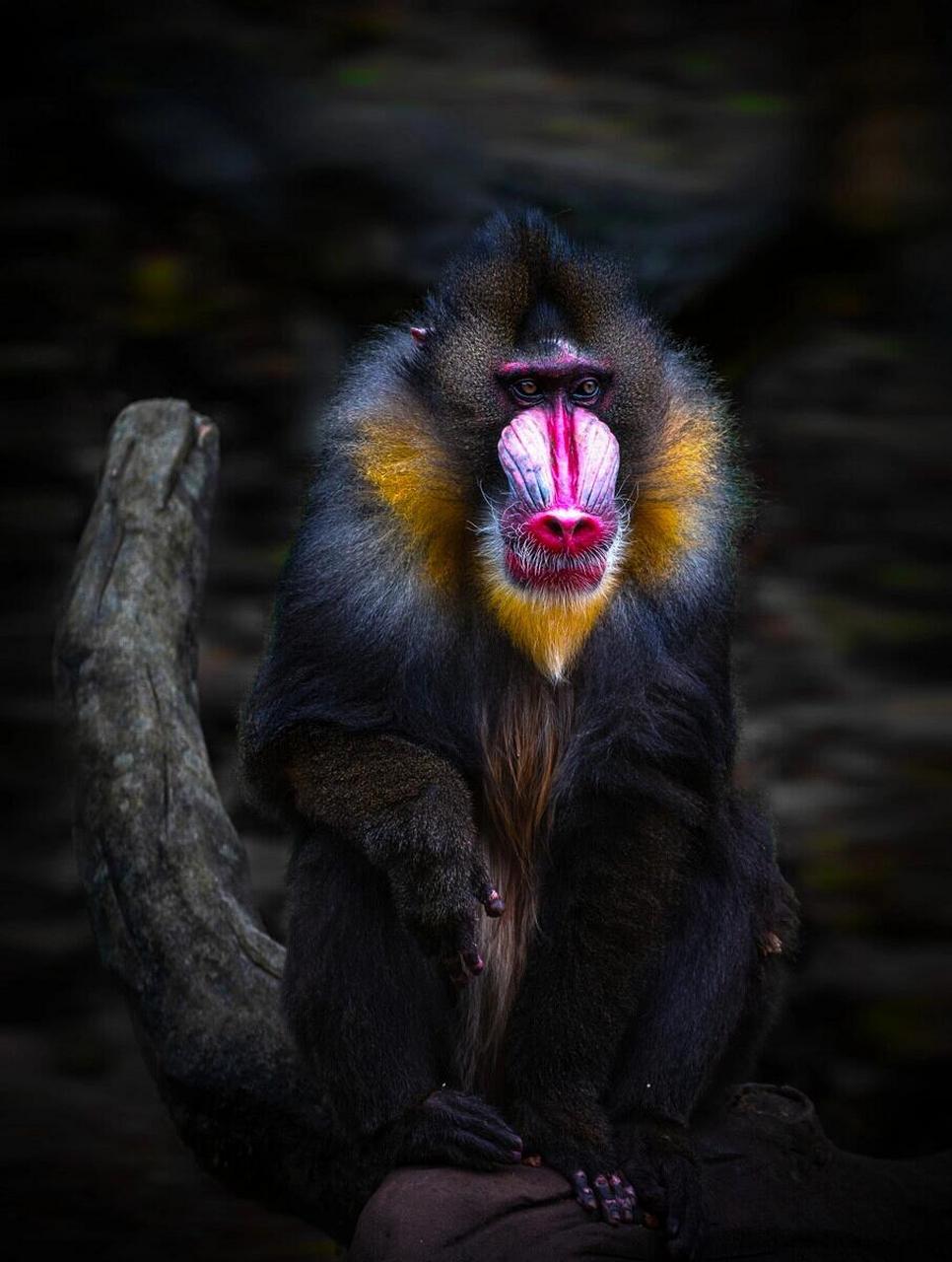 "彩虹屁"是真实存在的 95山魈,画脸谱的吗喽,最凶的猴,生活在非洲的