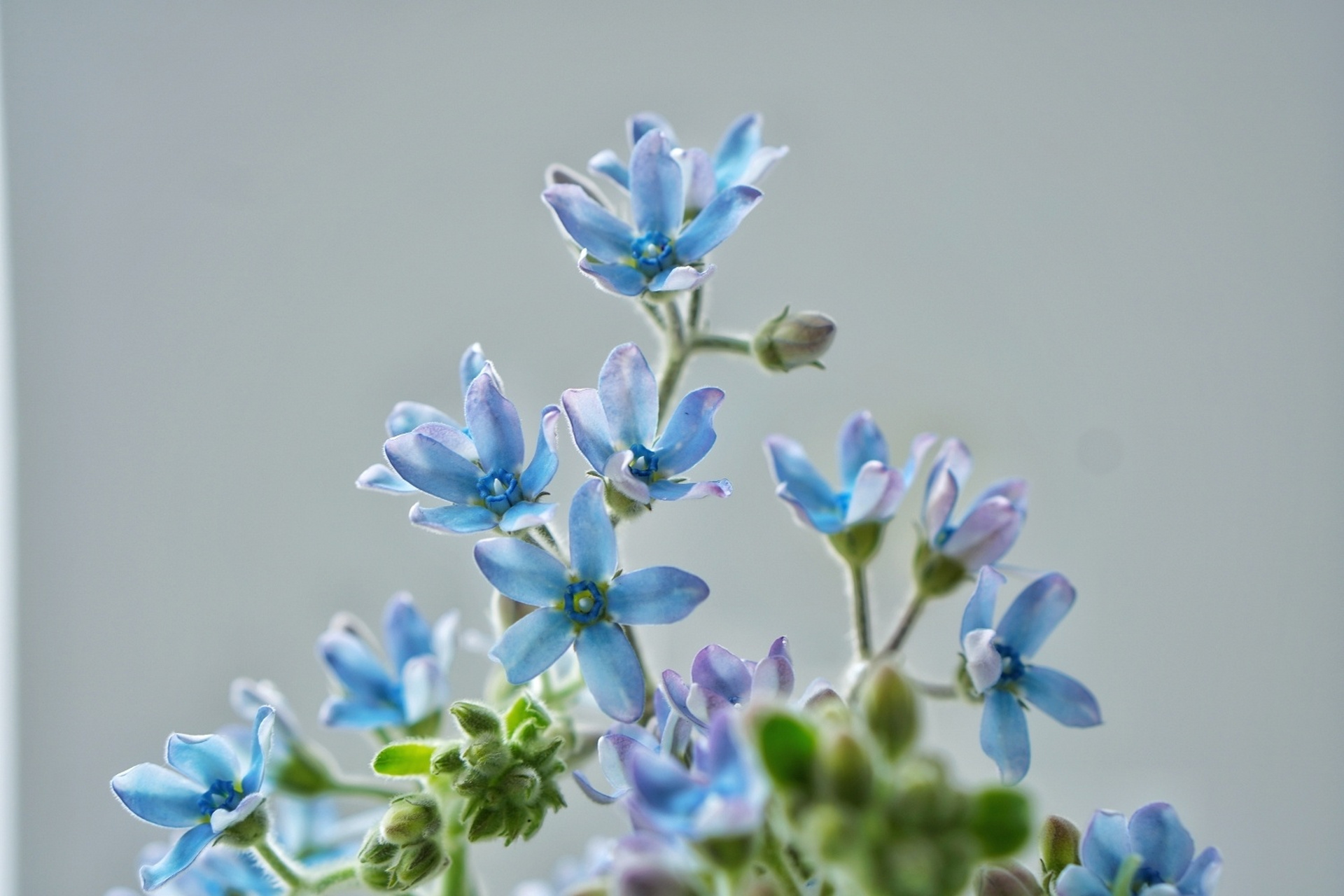 【蓝星花】|清新93爱的蓝精灵 日本蓝星花学名天蓝尖瓣木,是夹竹桃