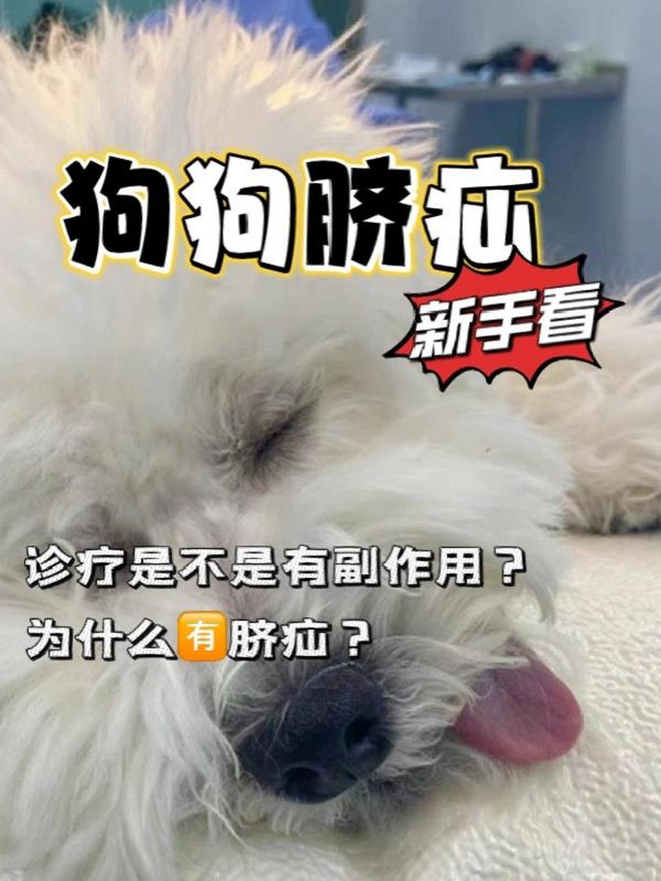狗狗98肚脐眼上怎么有个小包?是脐疝?
