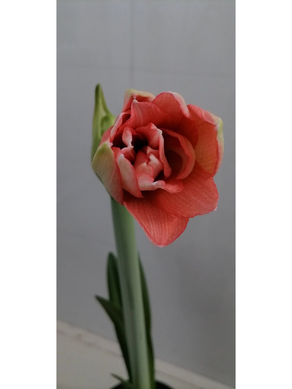 我的朱顶红 贝尼托 #我的养花日常# #朱顶红# #养花# 跟她同批次入手