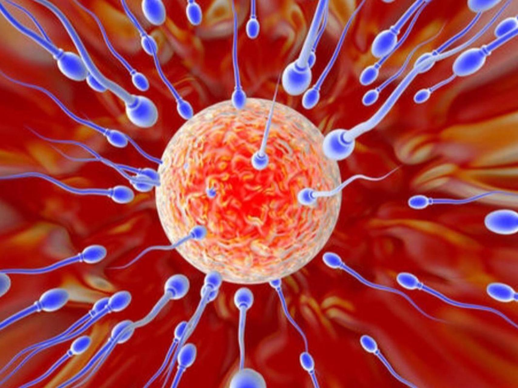 你知道精子为了与卵子结合过程中有多努力? 你懂不懂?
