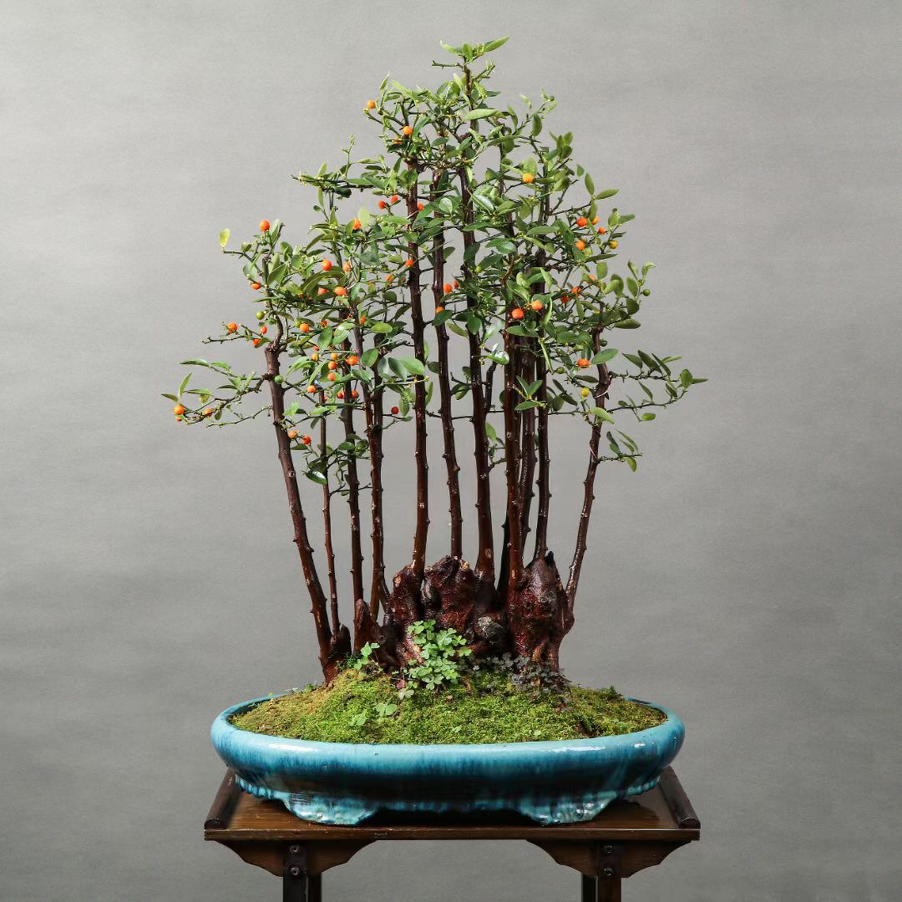 野生一本丛林老桩金豆大盆景,属于观型赏果两不误的一款盆栽