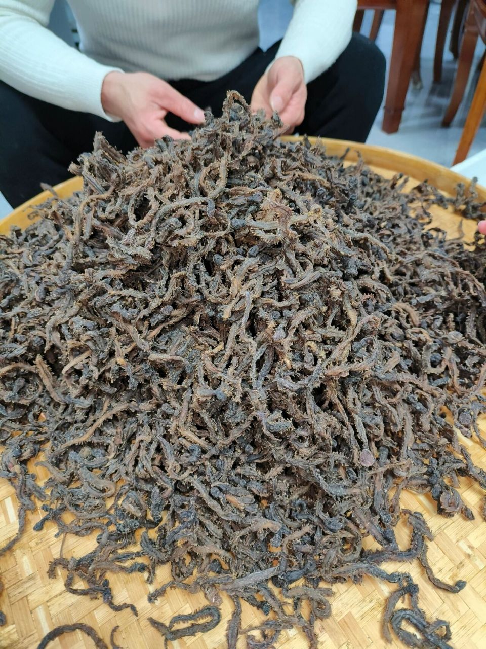 福鼎特产 海蜈蚣顾名思义就是生活在大海中的蜈蚣