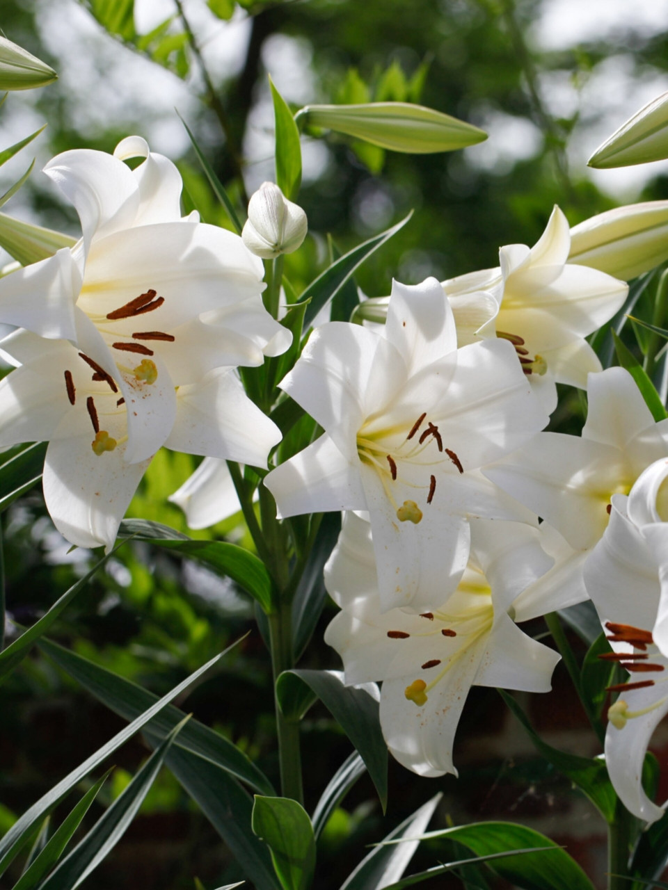 养 94给大家欣赏下特里昂菲特的美颜,lo百合(炮和东百的杂交)的代表