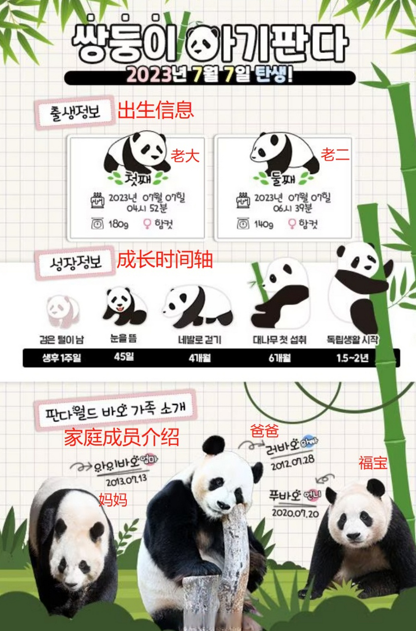 韩媒为大熊猫双胞胎画出成长时间轴】#姜爷爷脸都笑烂了#7月11日,旅韩
