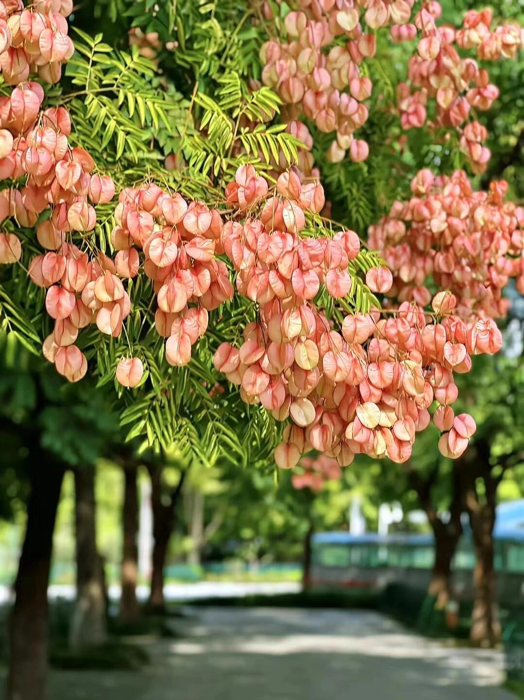 栾树开花图片寓意图片