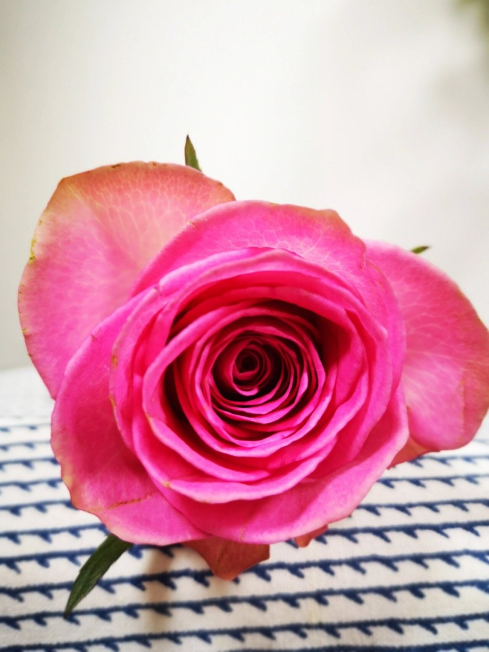 至爱玫瑰 逸禾玫瑰 超大花苞 花头非常大,有点像糖果雪山,花型跟糖果