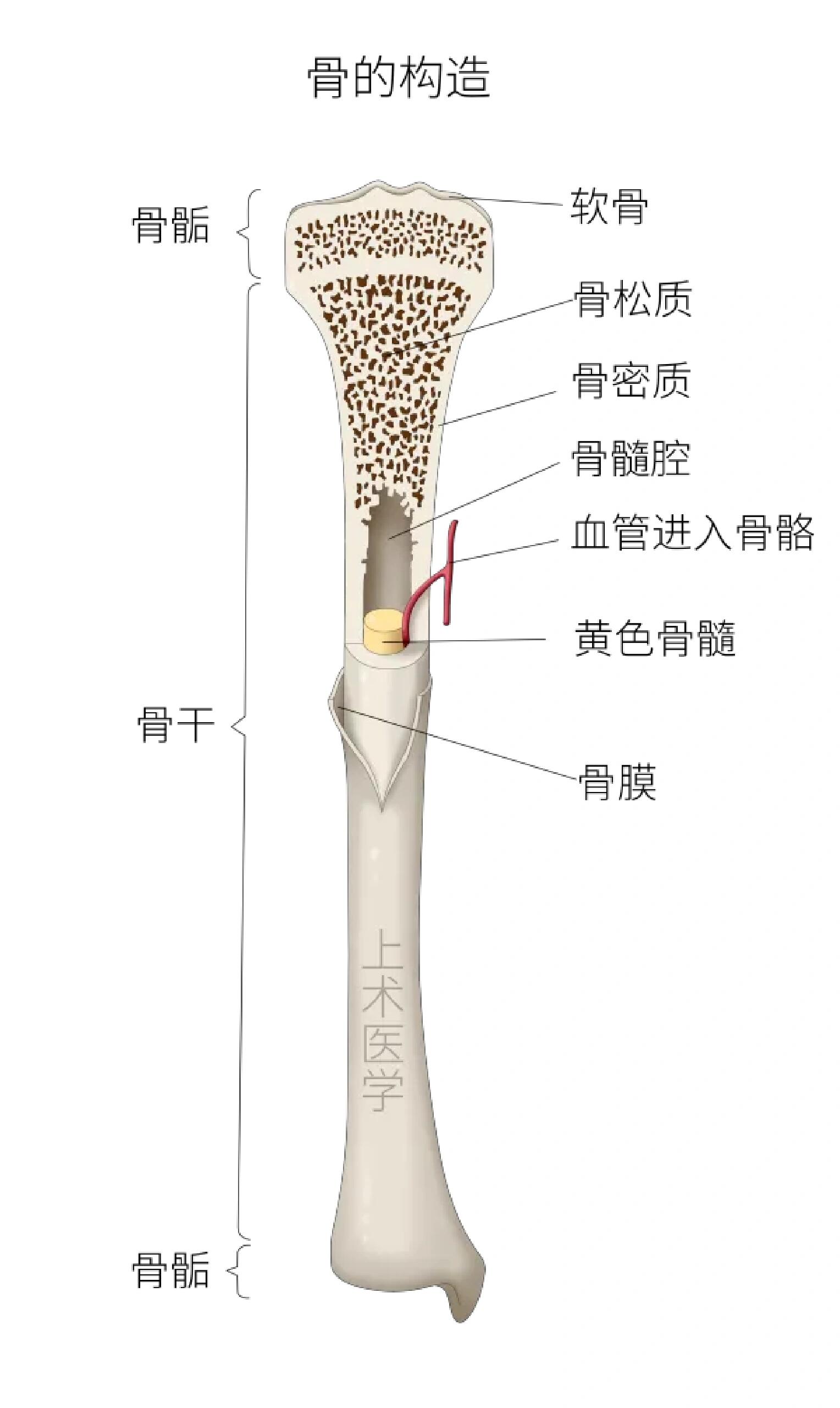 02骨的构造