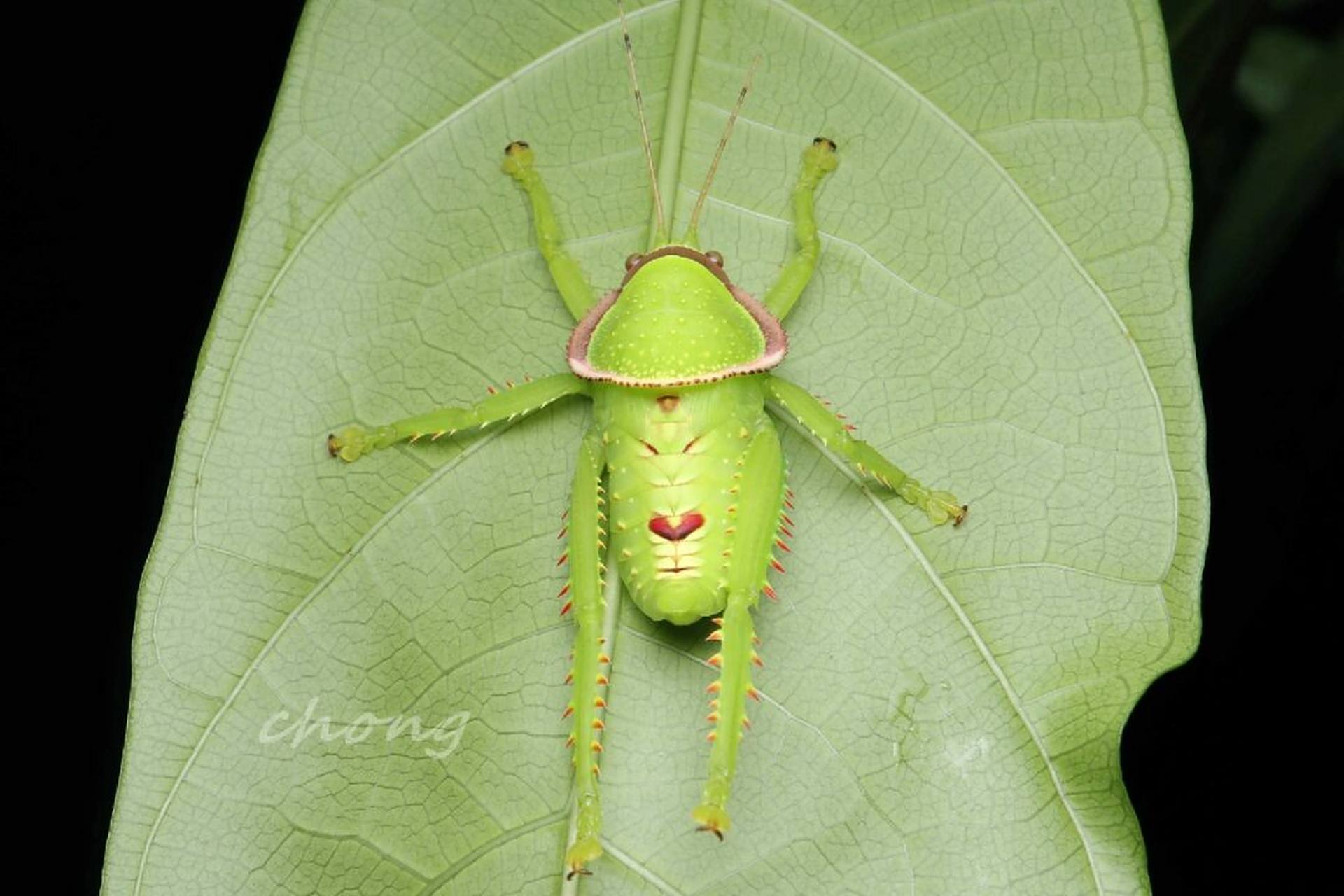 可爱虫虫26巨拟叶螽 云南特色虫之一0404 又大又卡通的螽斯宝宝谁