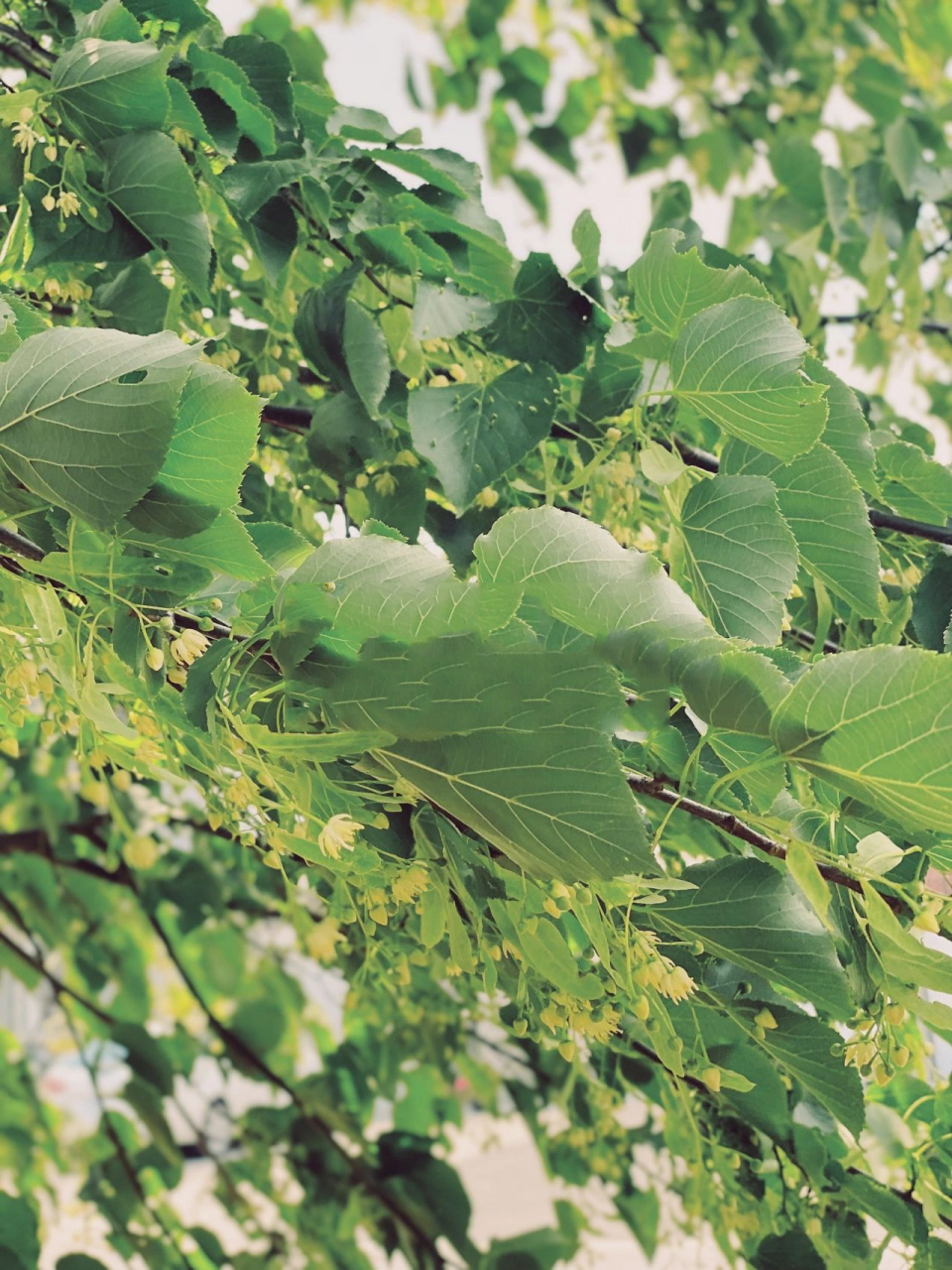 来 认识一下椴树花吧 其实盼望椴树开花的这几天已经很久很久 终于