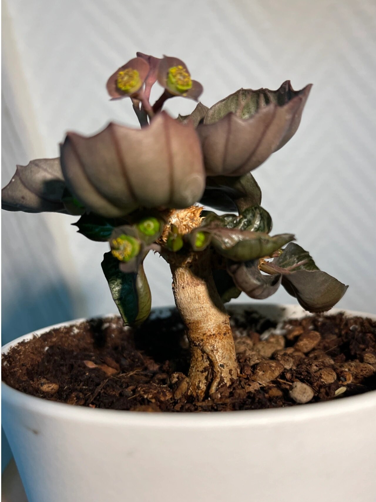 彩叶麒麟—根茎 彩叶麒麟是一种块根型植物,它的根茎和叶子都有着各种