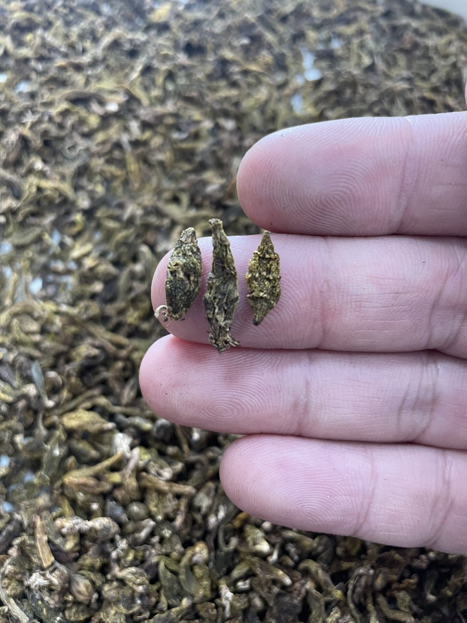 野生红珠虫斛产自缅甸,外形很像葡萄干,开袋就能闻到一股浓浓的清香