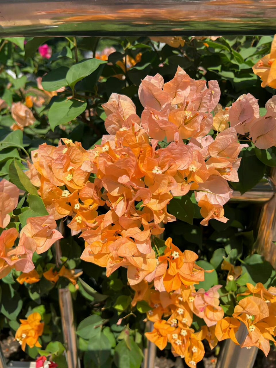 【每日一花】橙色三角梅day.