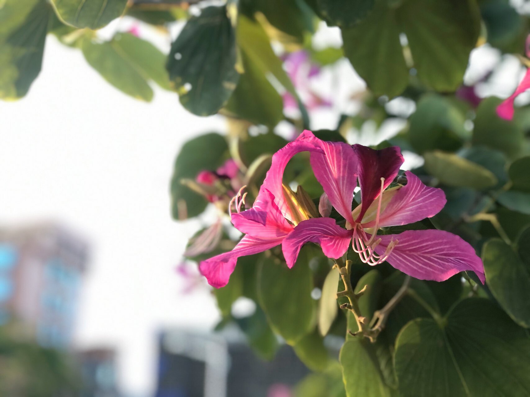 湛江市市花图片