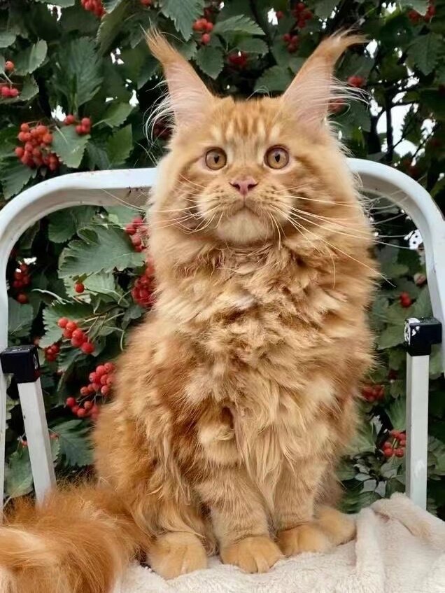 耳毛超漂亮的赛级红虎缅因