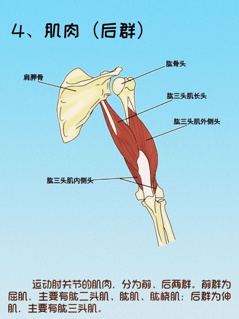简介:肘关节由肱骨,尺骨与桡骨三者构成,是一个复