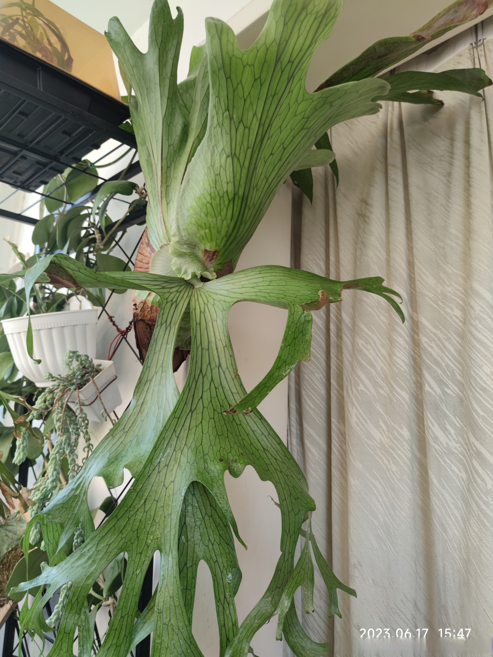 新采收的差不多两管 何其美鹿角蕨孢子