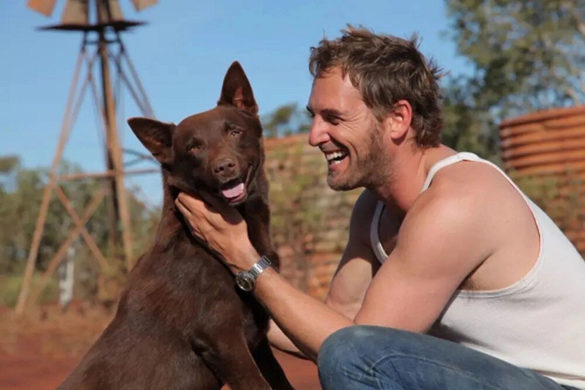 影片来源于澳大利亚的真实故事, 一只名叫"红犬"的小狗穿越澳大利亚