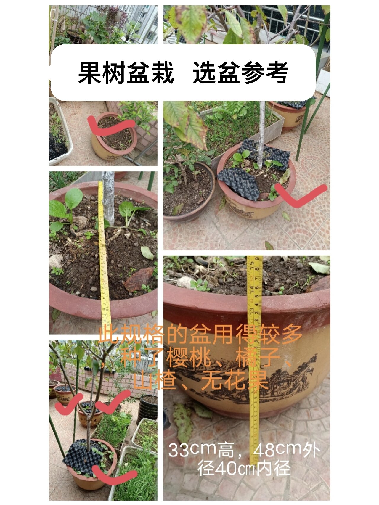 果树盆栽选盆  规格大小参考