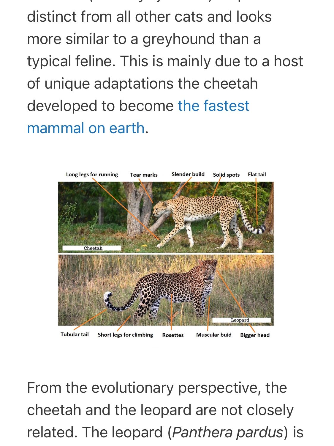 宝宝英语之cheetah和leopard的区别