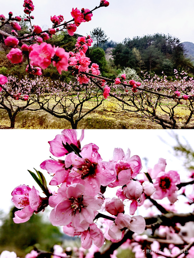 义乌桃花坞景区图片