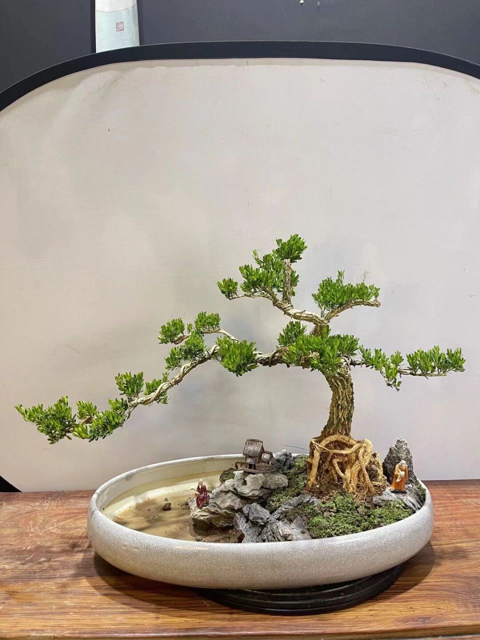 美如画欢迎观赏! 矮霸黄杨盆景!美如画欢迎观赏!