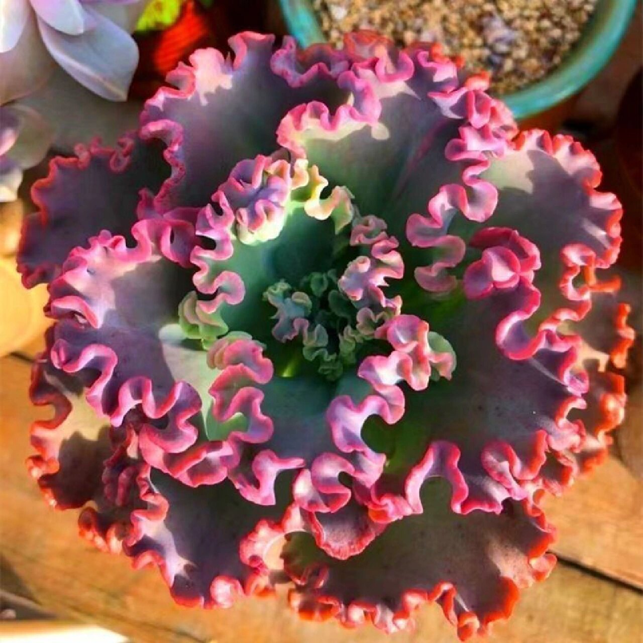 96每天认识一种多肉9415596女王花笠 95形态特征 女王花笠