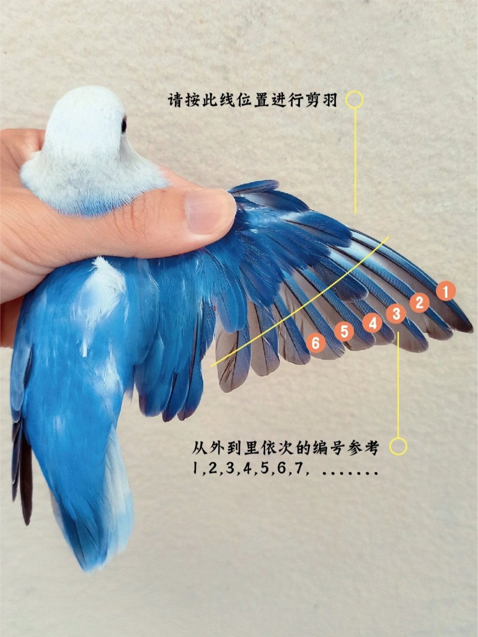 剪羽也有需要注意的几个事项: 1,刚学会飞行的小鹦鹉,建议在它们腿