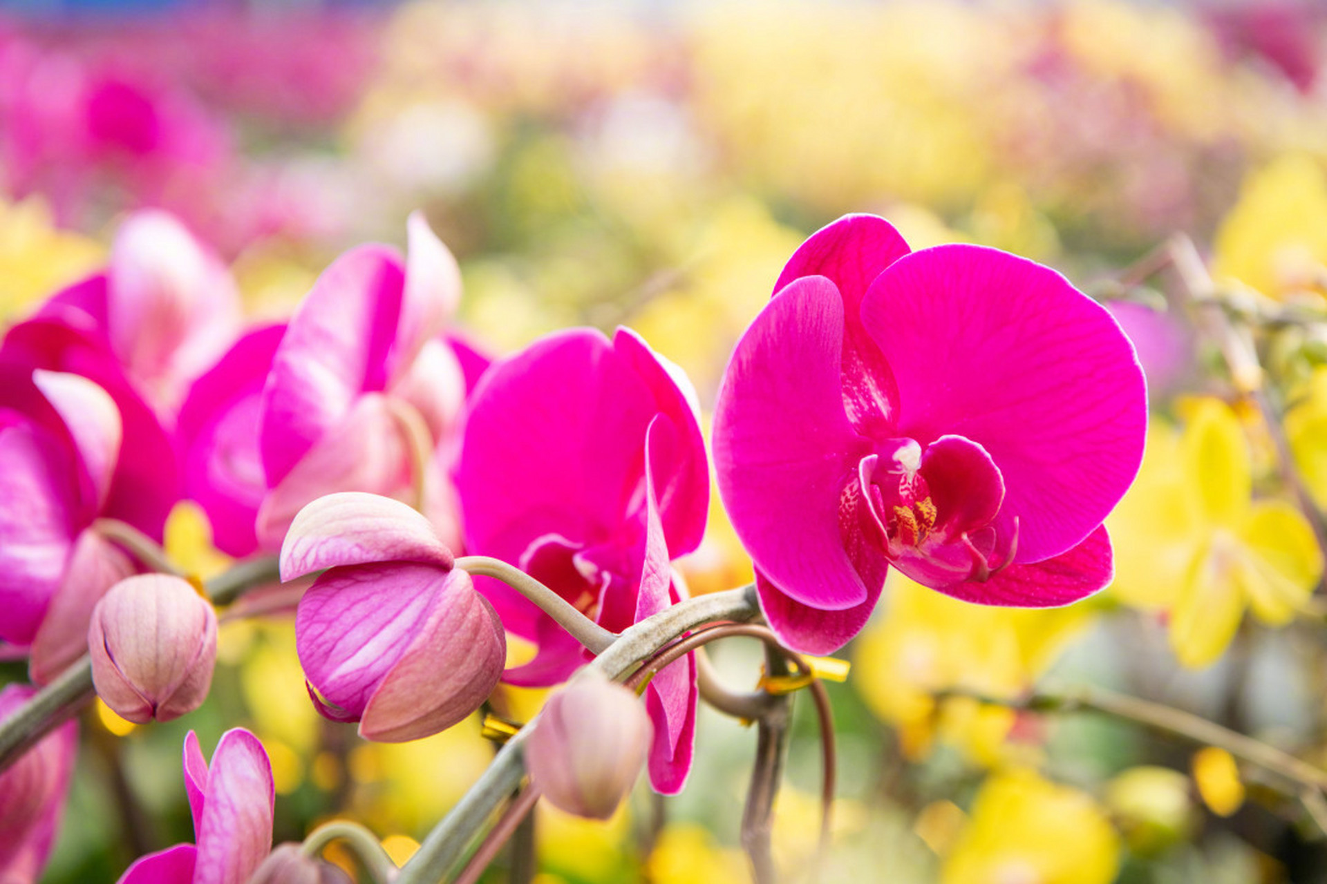 "别看棚内还是一片花海,大部分已名花有主,被预订走了.