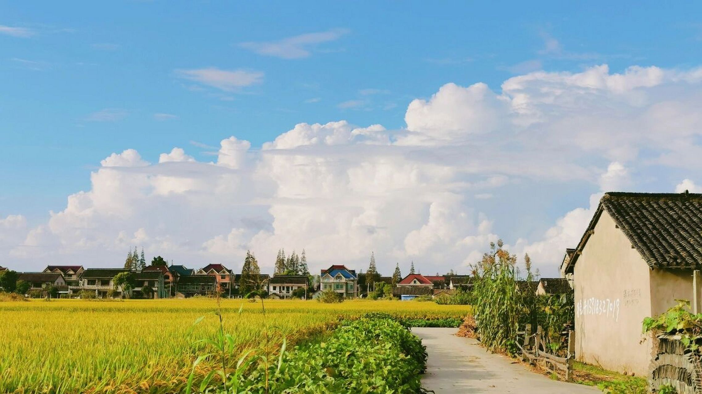 秋天的田野 今天去了一次郊区,恰逢晴空万里,和风煦煦,天那么高,那么