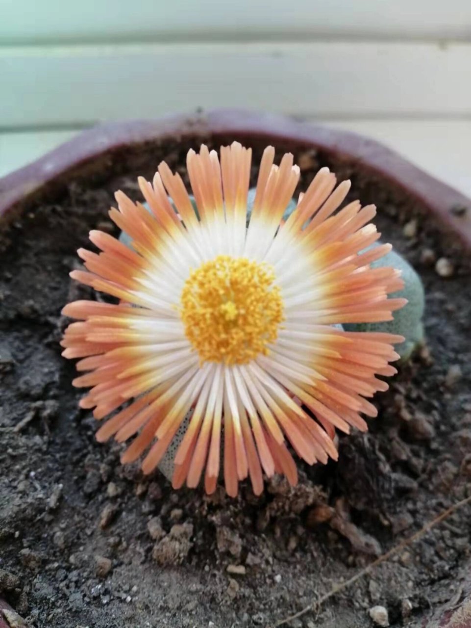 多肉元宝开花咯